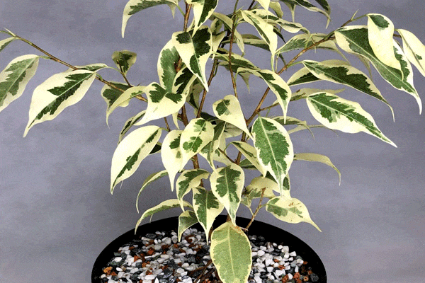 علت قهوه ای شدن برگ بنجامین